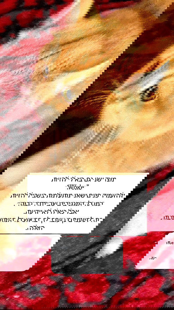 itsilanosh itsilanosh archive image