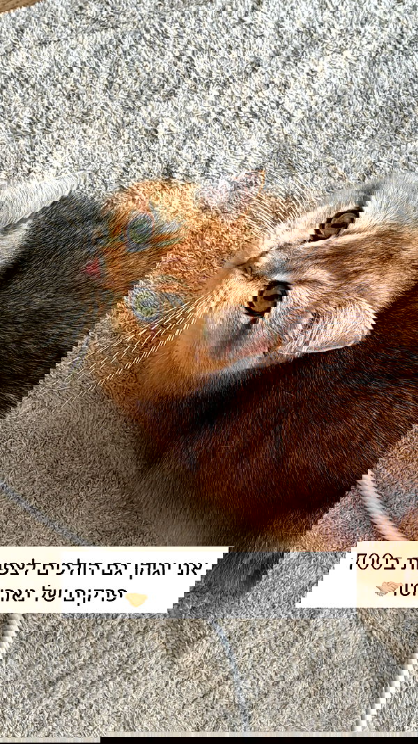 itsilanosh itsilanosh archive image