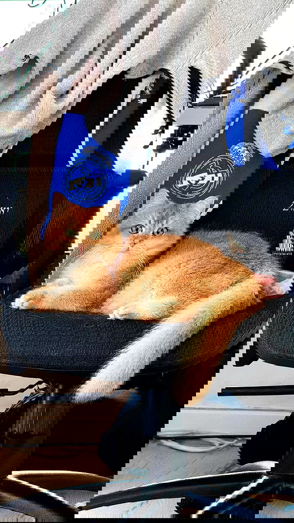 itsilanosh itsilanosh archive image