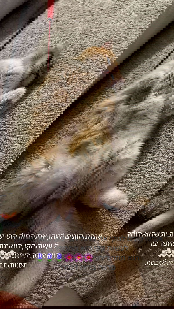 itsilanosh itsilanosh archive image