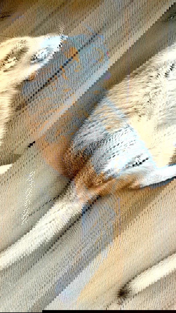 itsilanosh itsilanosh archive image