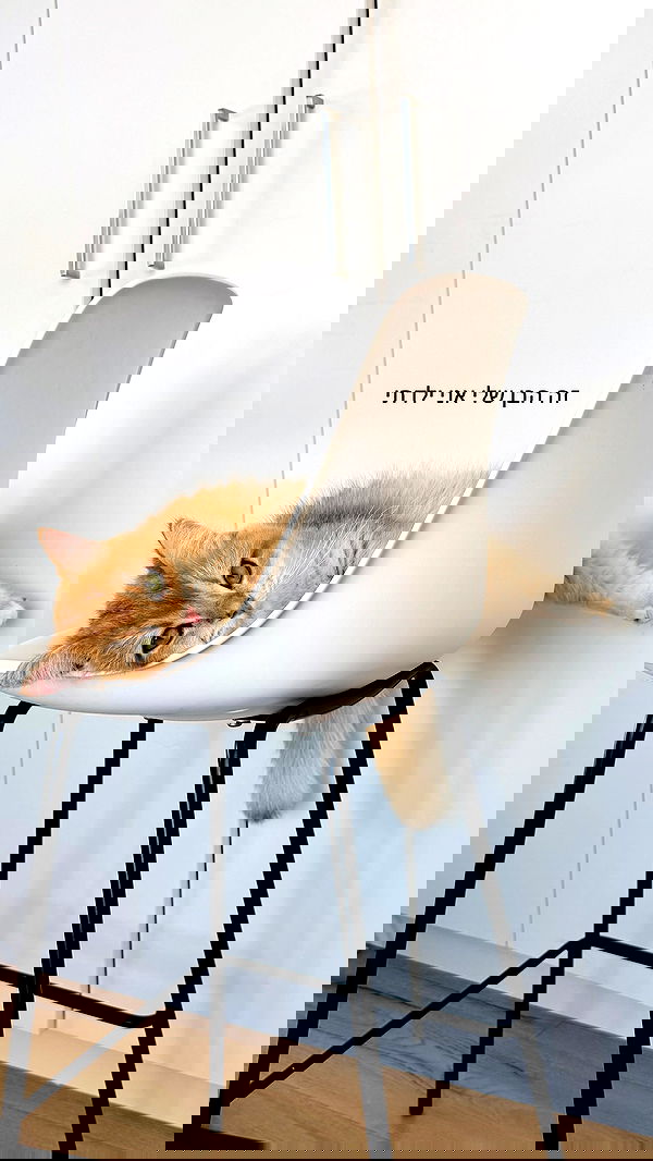 itsilanosh itsilanosh archive image