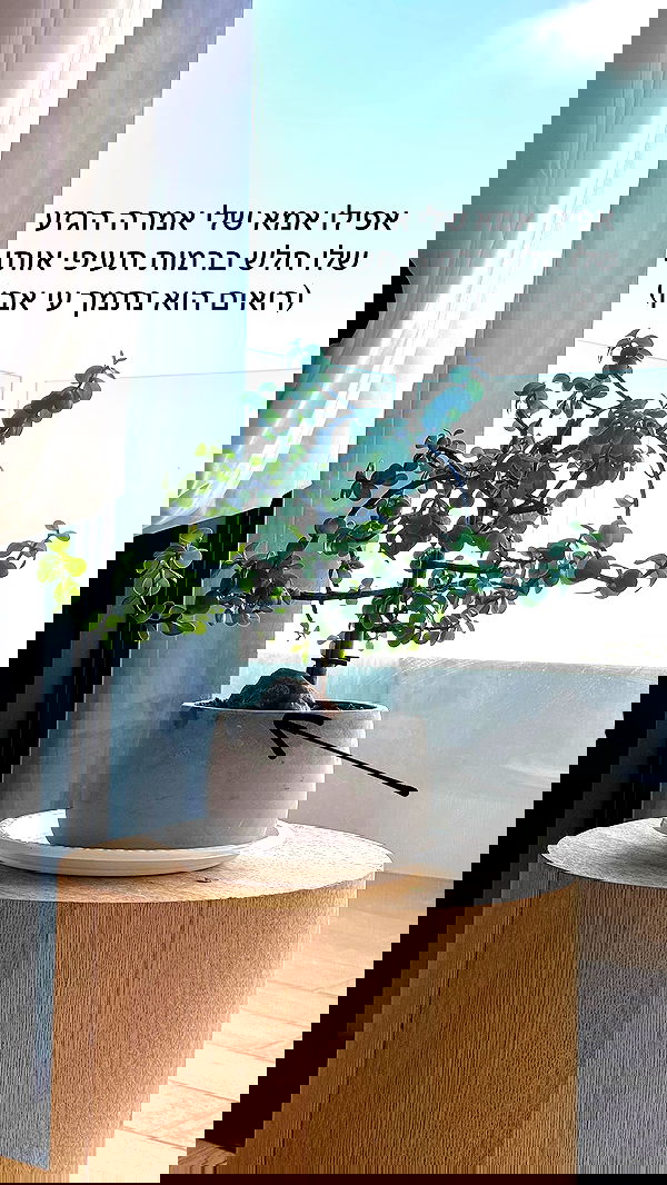 itsilanosh itsilanosh archive image