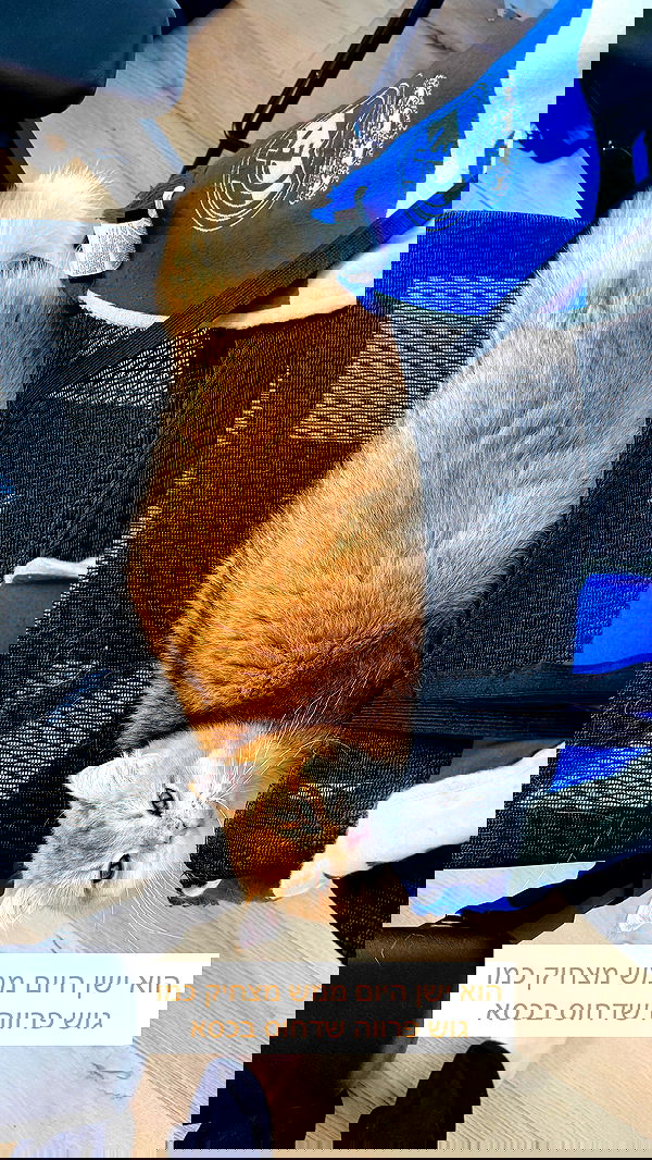 itsilanosh itsilanosh archive image