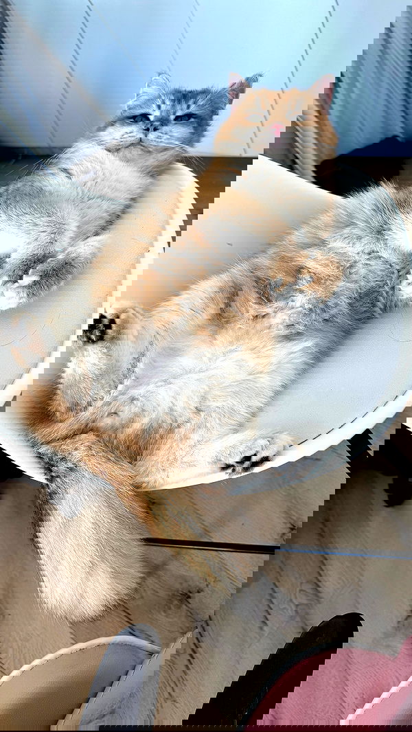 itsilanosh itsilanosh archive image