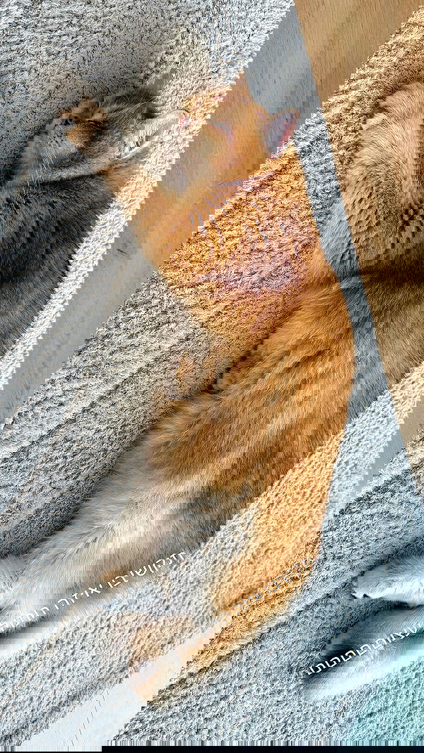 itsilanosh itsilanosh archive image