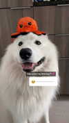 itsizzyskye Altpins Profile Picture