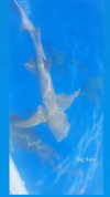 ivy.owowo Altpins Profile Picture