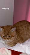 ivy.owowo Altpins Profile Picture