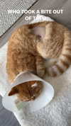 ivy.owowo Altpins Profile Picture