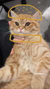 ivy.owowo Altpins Profile Picture
