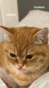 ivy.owowo Altpins Profile Picture