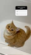 ivy.owowo Altpins Profile Picture
