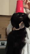 ivy.owowo Altpins Profile Picture