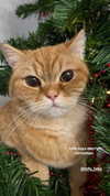 ivy.owowo Altpins Profile Picture