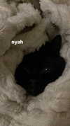 ivy.owowo Altpins Profile Picture