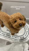 ivy.owowo Altpins Profile Picture