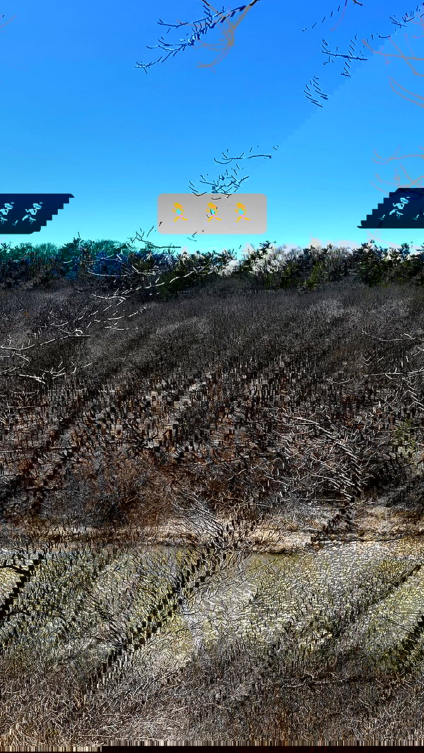 ivy.pavlova image ~ Altpins