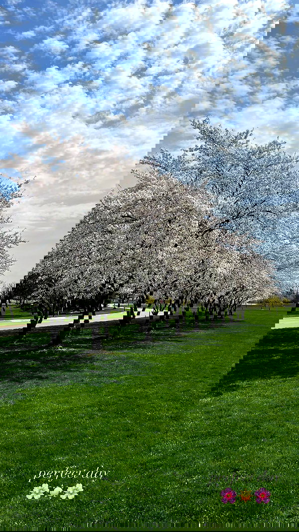 ivy.pavlova image ~ Altpins