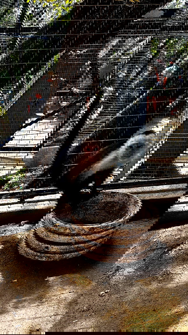 ivy.pavlova image ~ Altpins