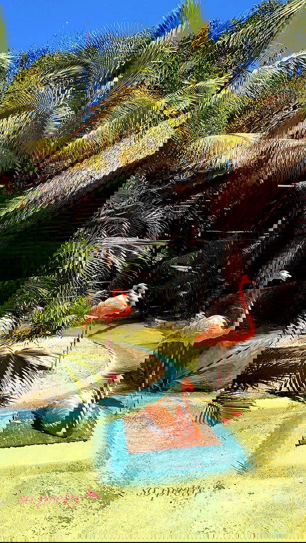 ivy.pavlova image ~ Altpins