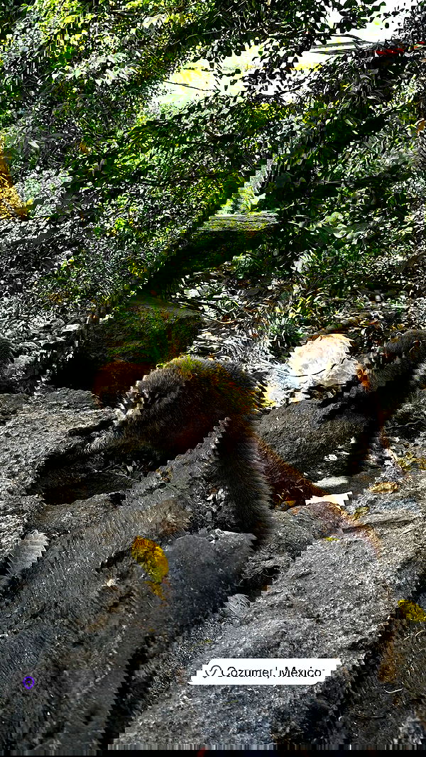 ivy.pavlova image ~ Altpins