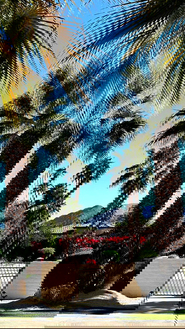 ivy.pavlova image ~ Altpins