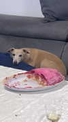 izabelgold Altpins Profile Picture