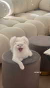 j.yce Altpins Profile Picture