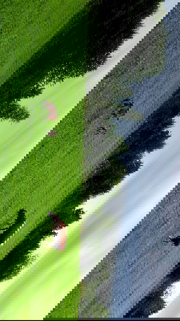 jaroslava_klavir jaroslava_klavir archive image