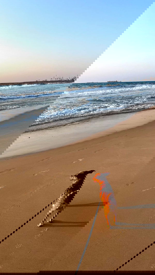 jaroslava_klavir jaroslava_klavir archive image