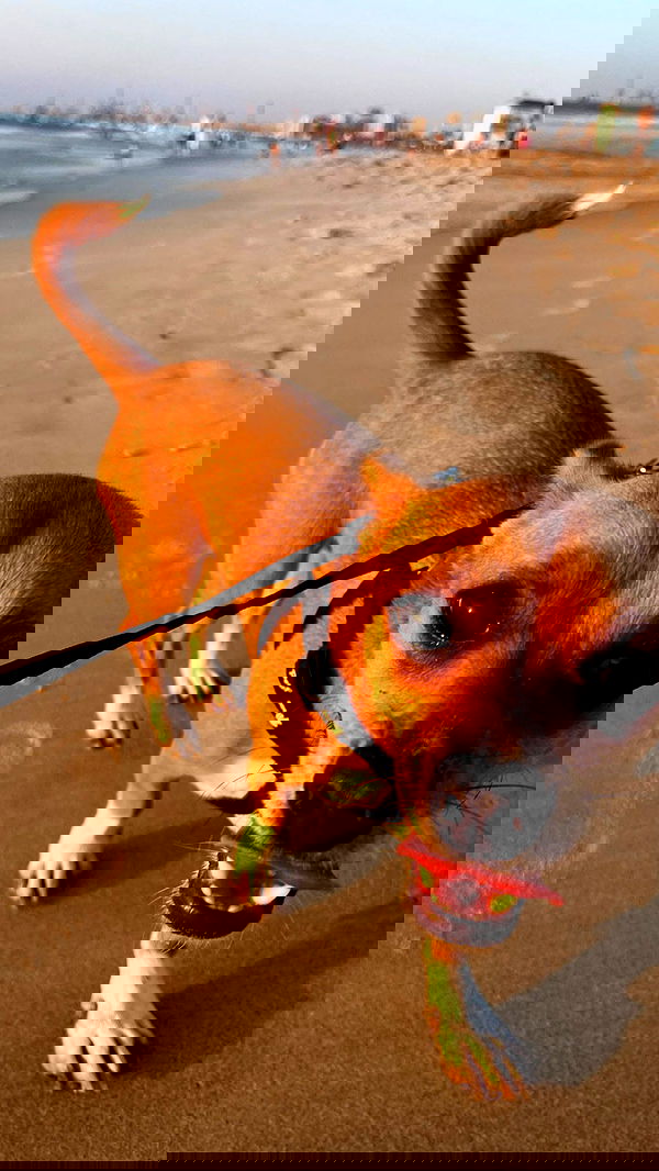 jaroslava_klavir jaroslava_klavir archive image