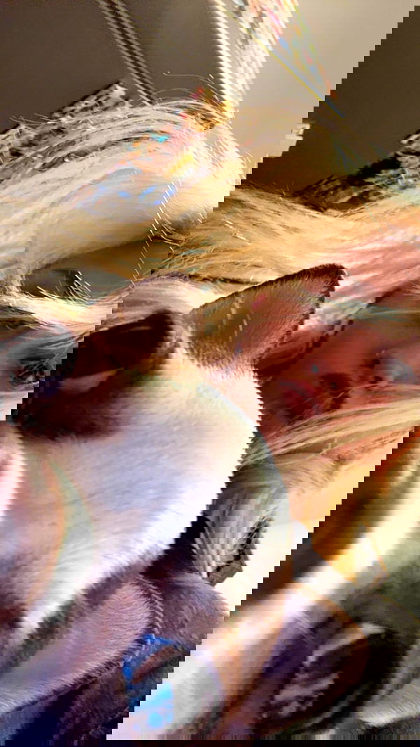 jaroslava_klavir jaroslava_klavir archive image