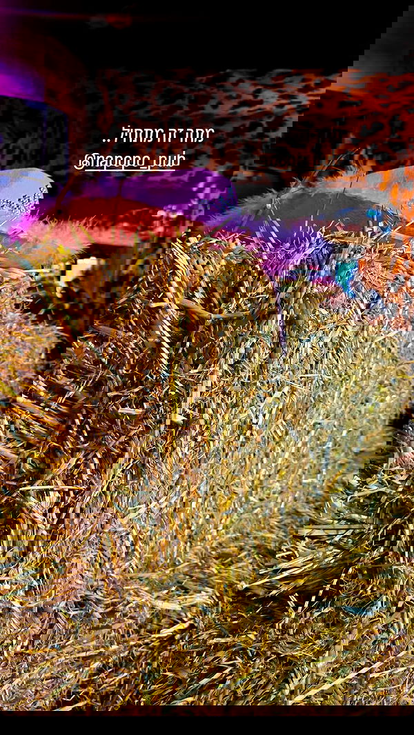 jaroslava_klavir jaroslava_klavir archive image