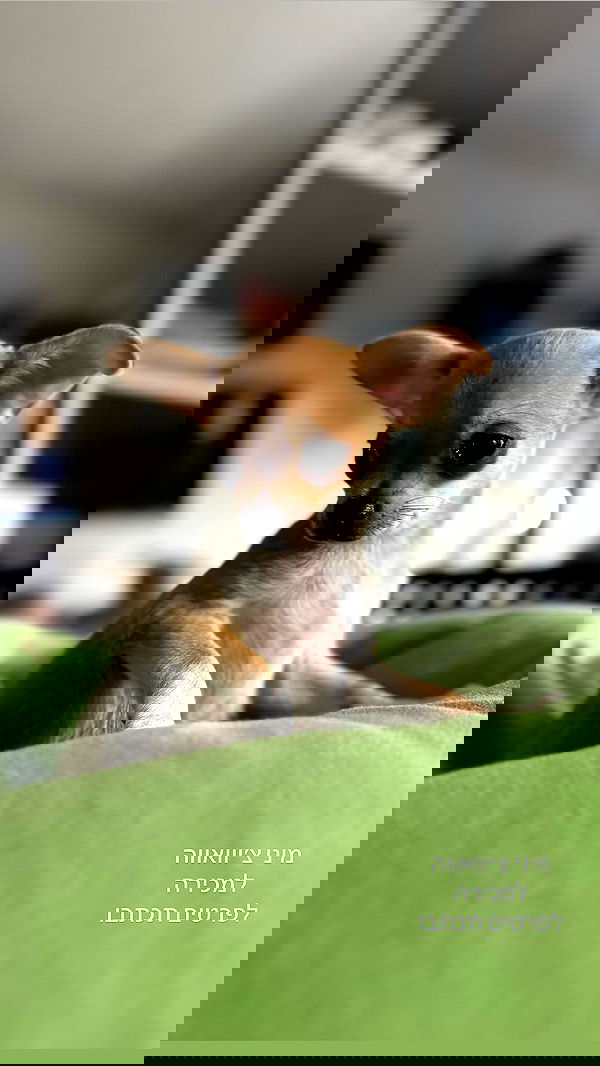 jaroslava_klavir jaroslava_klavir archive image