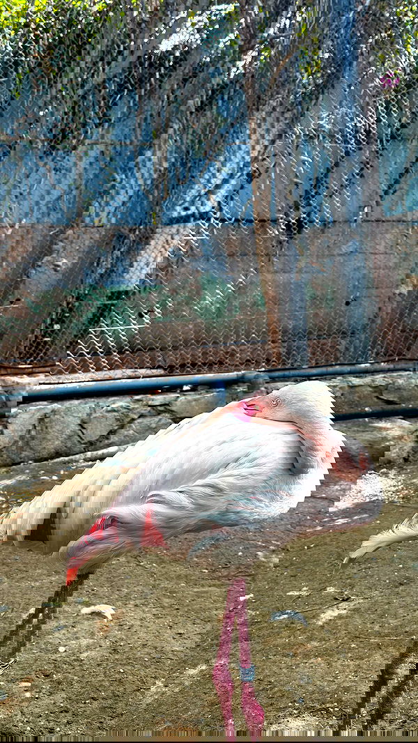 jaroslava_klavir jaroslava_klavir archive image