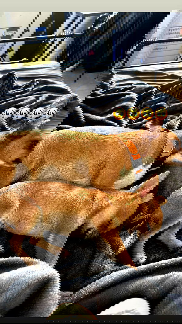 jaroslava_klavir jaroslava_klavir archive image