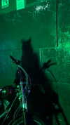 jayyymathis Altpins Profile Picture