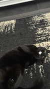 jesskq_ Altpins Profile Picture