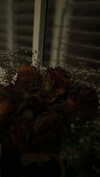 jesskq_ Altpins Profile Picture