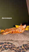 jesskq_ Altpins Profile Picture