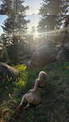 jessysiner Altpins Profile Picture
