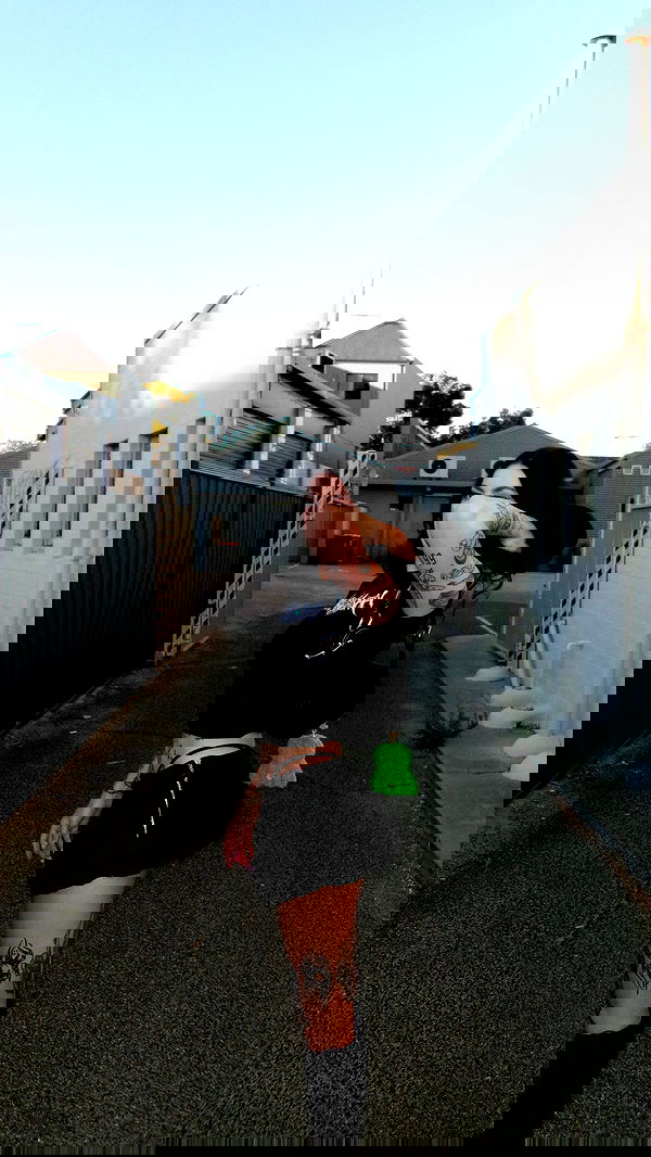 jtilb image ~ Altpins