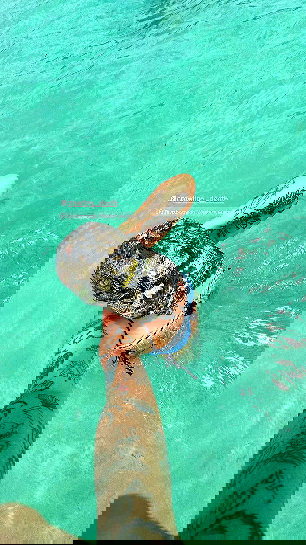 jtilb image ~ Altpins