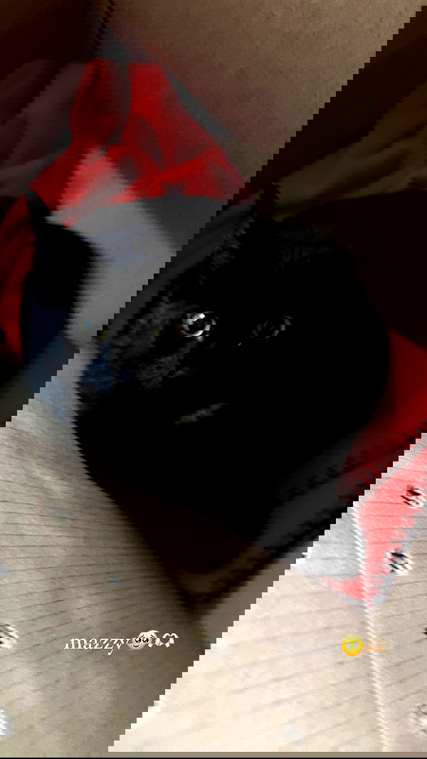 juliaelzz juliaelzz archive image