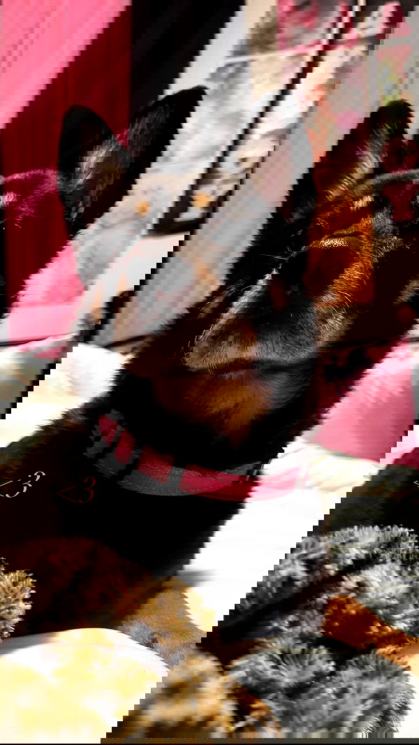 juliaelzz juliaelzz archive image