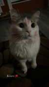 jxsselin_ Altpins Profile Picture