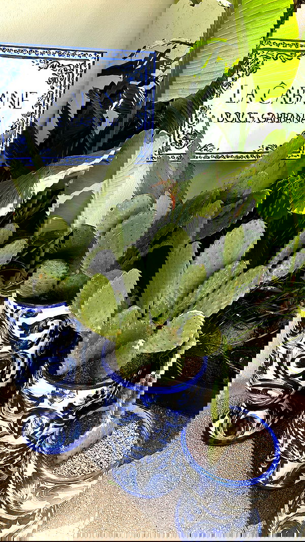 kaciiimae image ~ Altpins