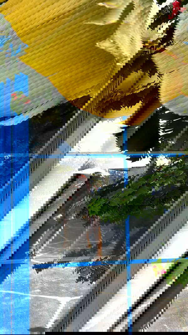 kaliamorcita image ~ Altpins