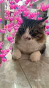 karerxxd Altpins Profile Picture